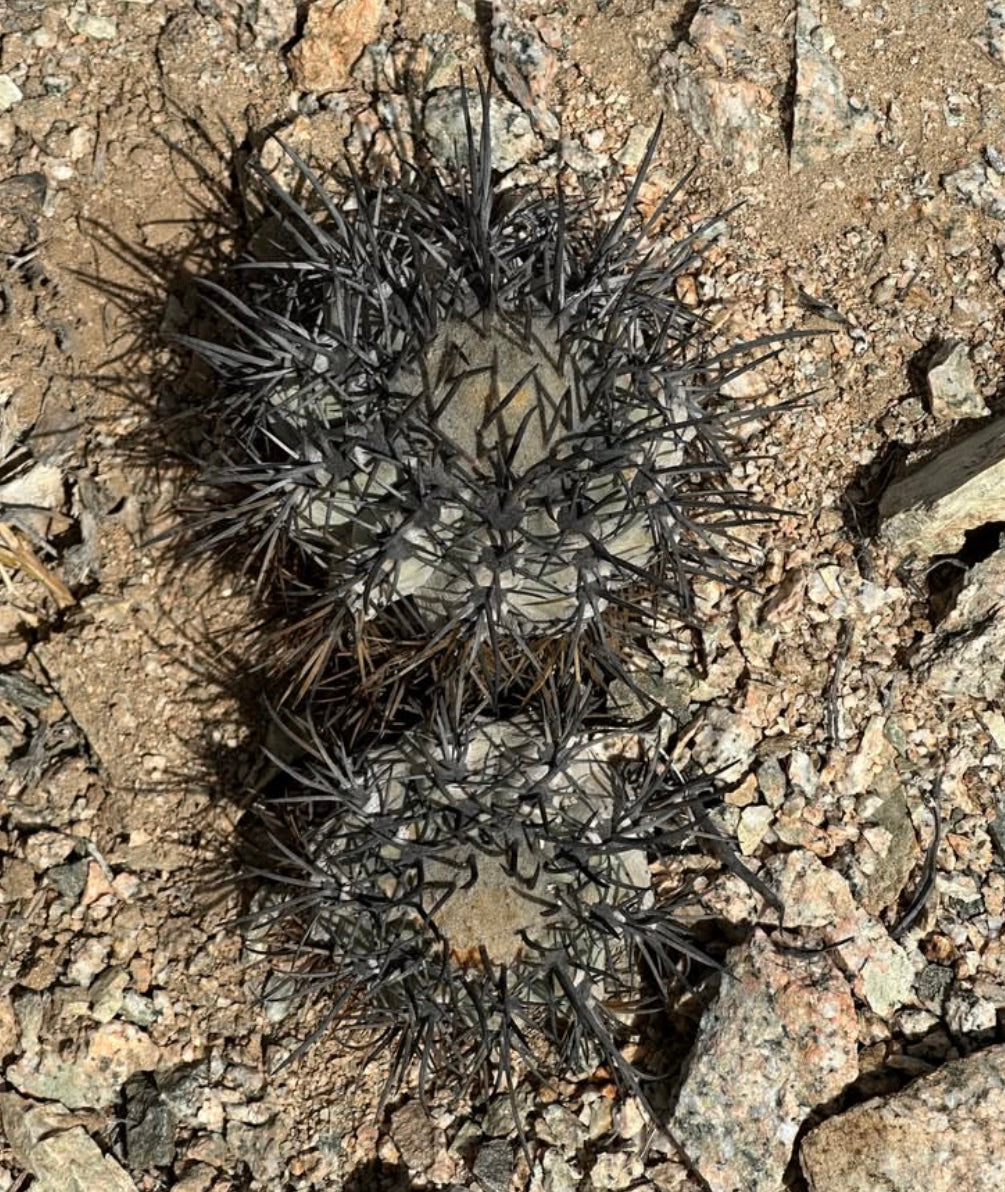 Copiapoa atacamensis rare cactus with dense dark spines on rocky desert soil