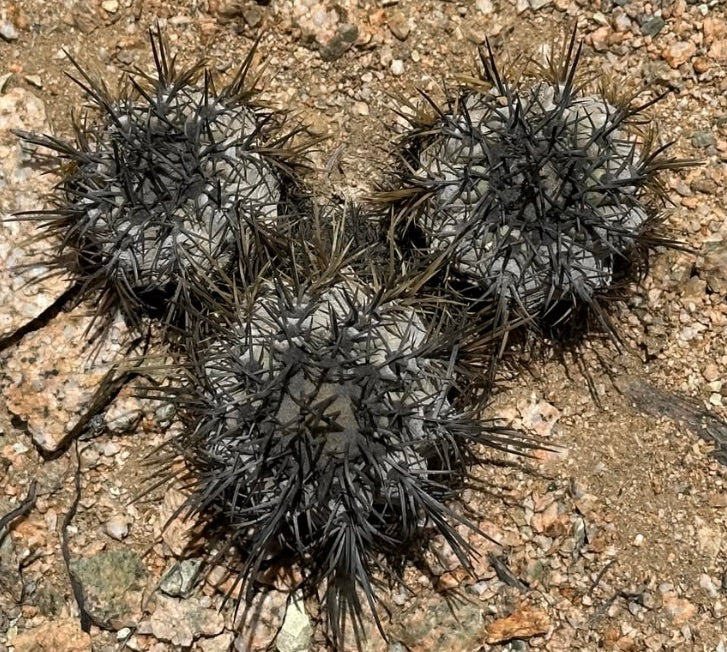 Copiapoa atacamensis small gray succulent cactus with dense dark spines on rocky soil