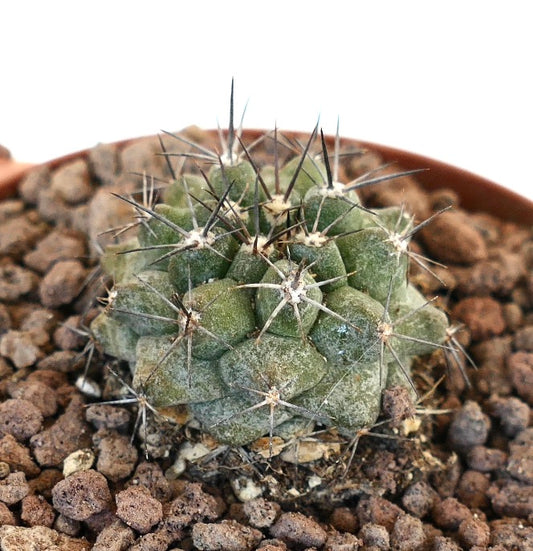 Copiapoa atacamensis small succulent cactus with dense spines and textured green body in rocky soil