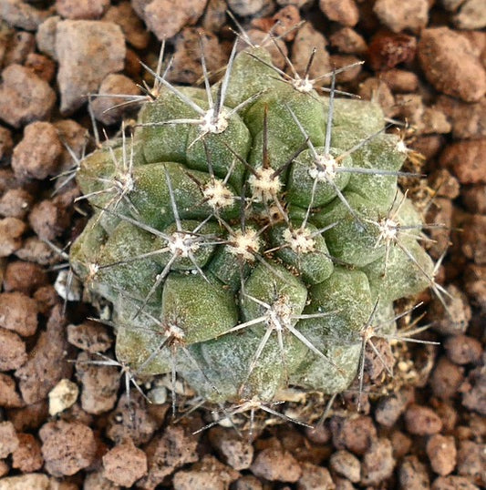 Copiapoa atacamensis small succulent cactus with dense white spines and textured green body