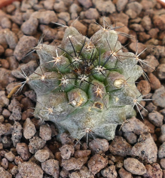 Copiapoa atacamensis small succulent cactus with dense spines and textured green-gray body