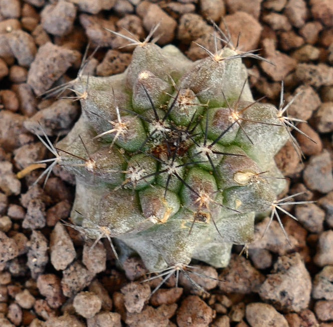 Petit cactus succulent Copiapoa atacamensis avec des épines radiales et des tubercules vert-gris