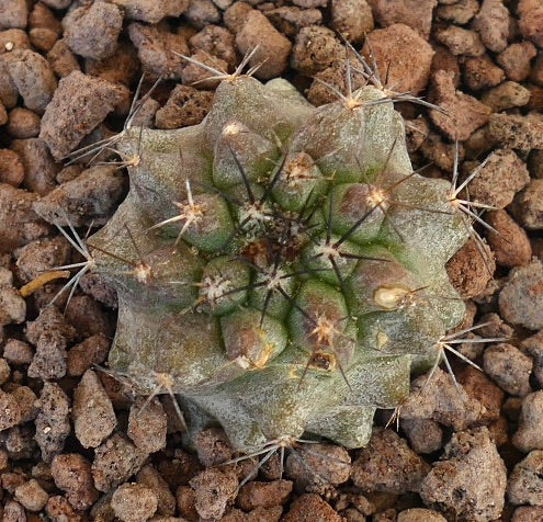 Petit cactus succulent vert Copiapoa atacamensis avec des épines pointues et un corps côtelé