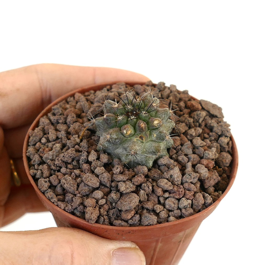 Jeune plant de cactus vert Copiapoa atacamensis avec de courtes épines dans un sol rocheux