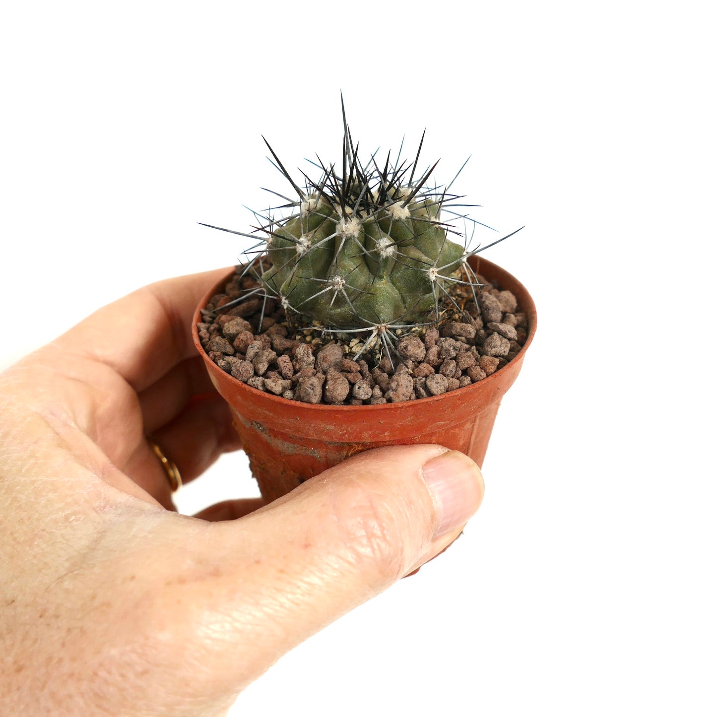 Copiapoa atacamensis small succulent cactus with strong black spines in terracotta pot