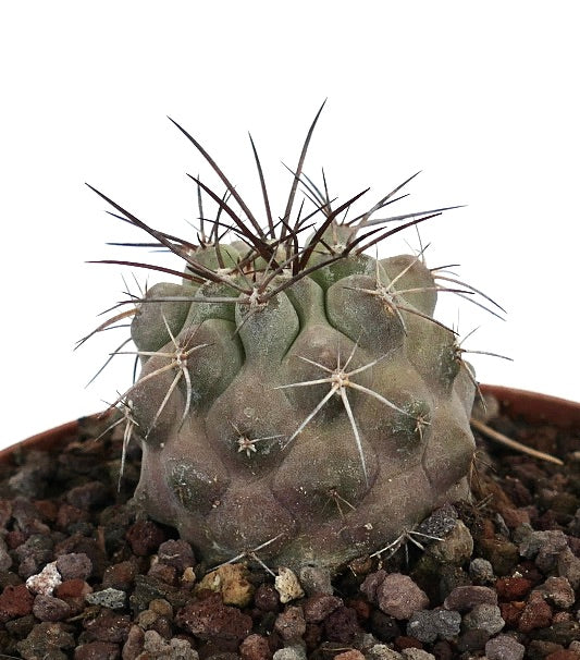 Copiapoa atacamensis rare succulent cactus with thick spines and textured green-gray body