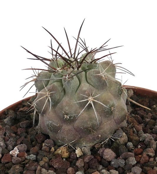 Copiapoa atacamensis succulent cactus with thick spines and rounded gray-green body