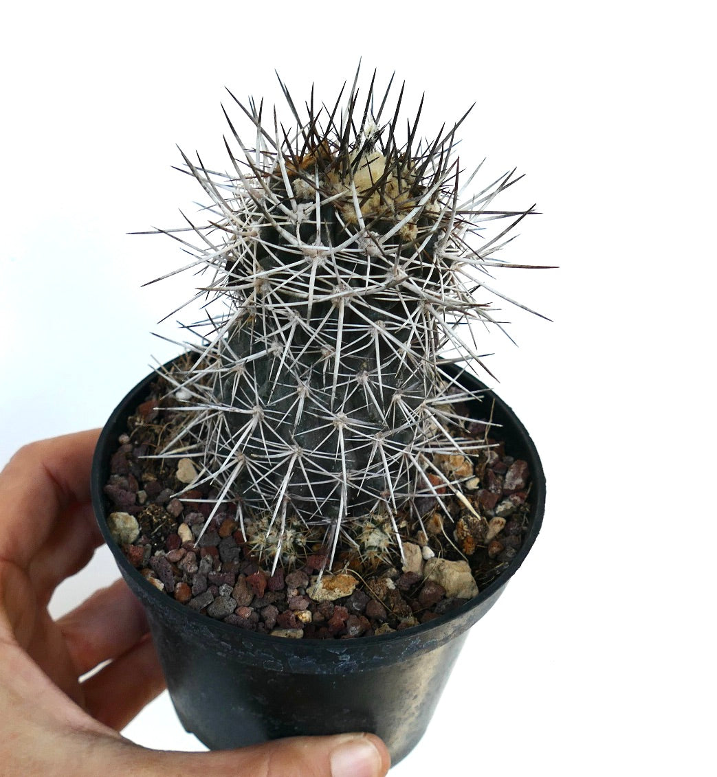 Copiapoa atacamensis cactus with dense long white and dark spines in small black pot