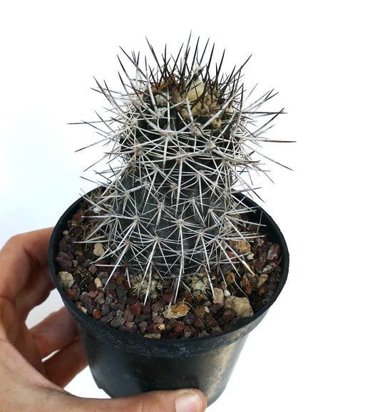 Copiapoa atacamensis cactus with dense long white and dark spines in small black pot