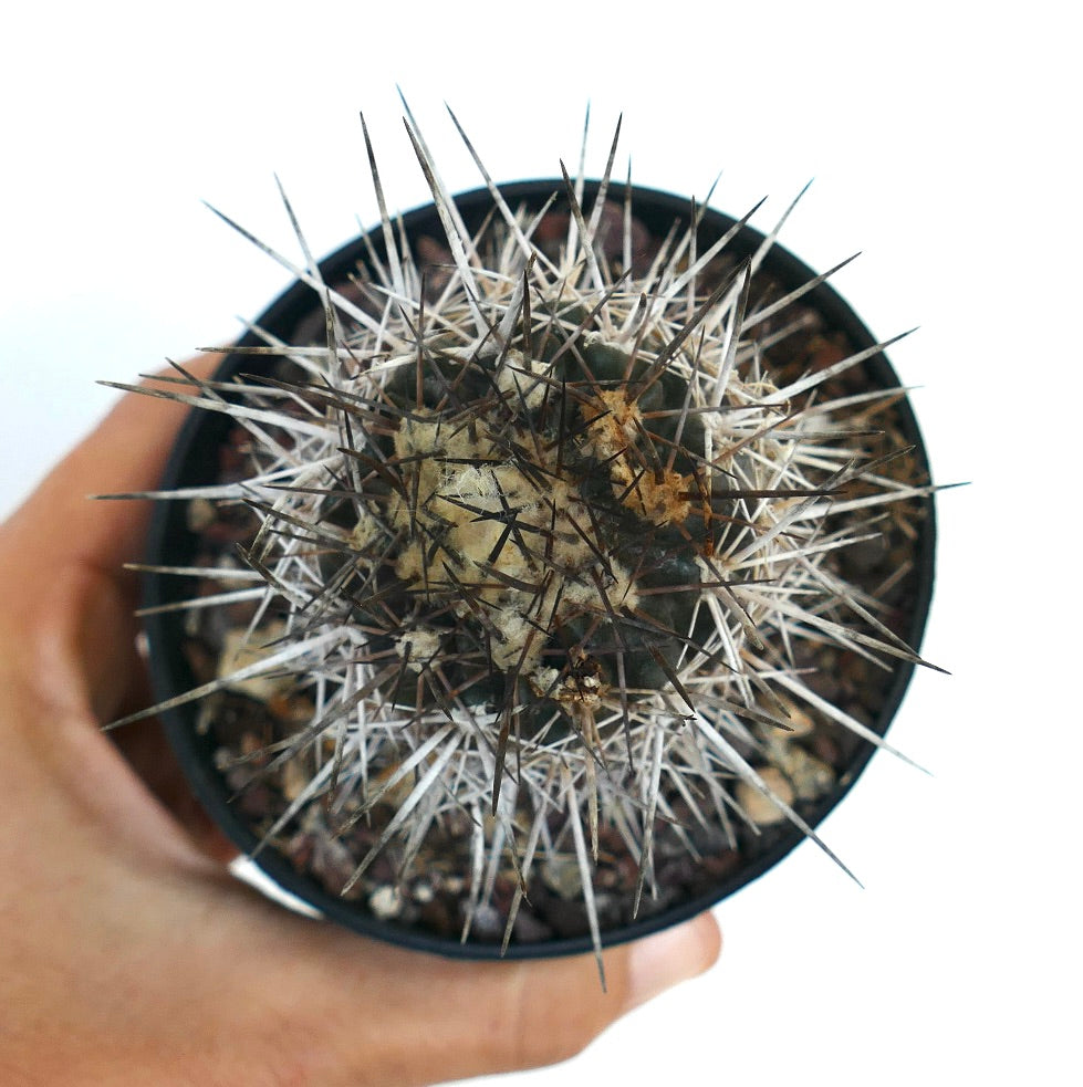 Copiapoa atacamensis succulent cactus with dense long white and dark spines in pot