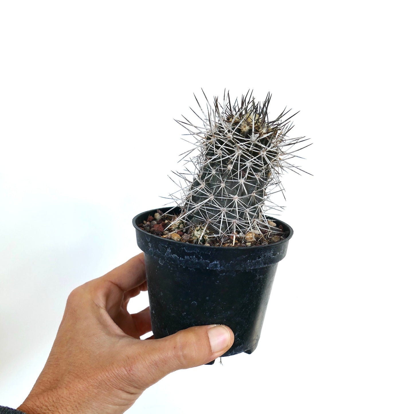 Copiapoa atacamensis small succulent cactus with dense long white spines in black pot