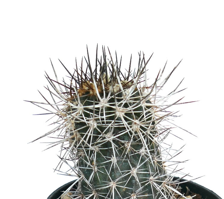 Copiapoa atacamensis succulent cactus with dense long white and dark spines