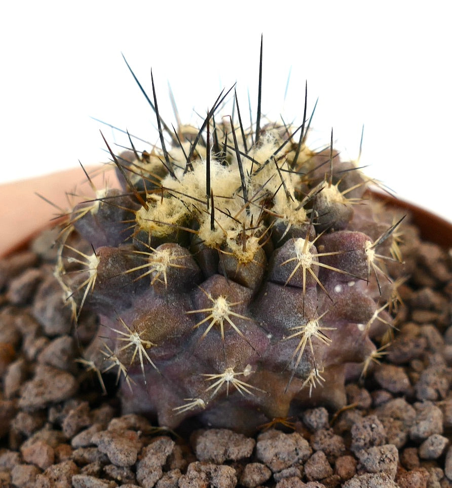 Seltene Hybride Copiapoa atacamensis X Copiapoa humilis, sukkulenter Kaktus mit dunklen Stacheln und wolligen Areolen