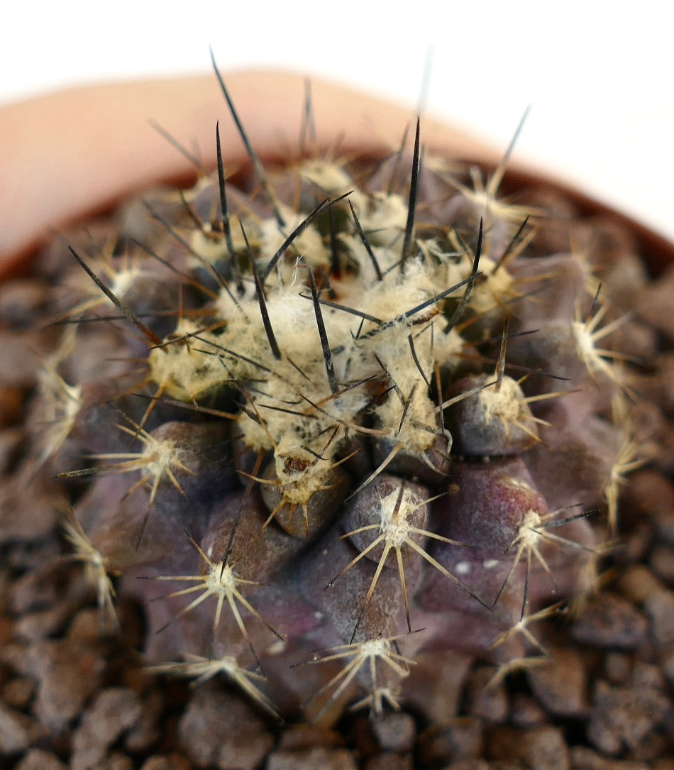 Copiapoa atacamensis X Copiapoa humilis Hybride sukkulenter Kaktus mit dunklen Stacheln und wolligen Areolen