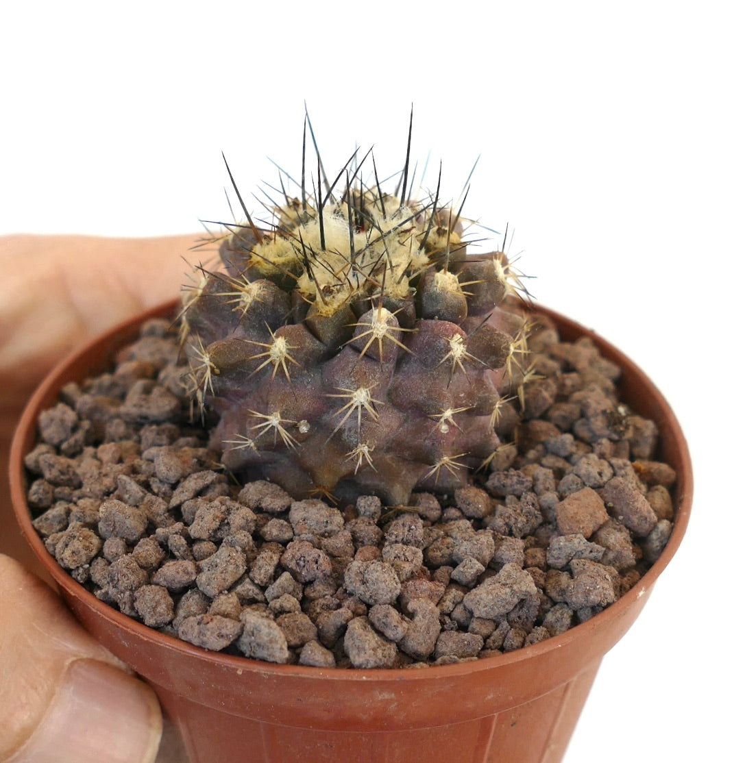 Copiapoa atacamensis X Copiapoa humilis Hybrid kleiner dunkelvioletter Kaktus mit langen Stacheln und wolligem Kopf