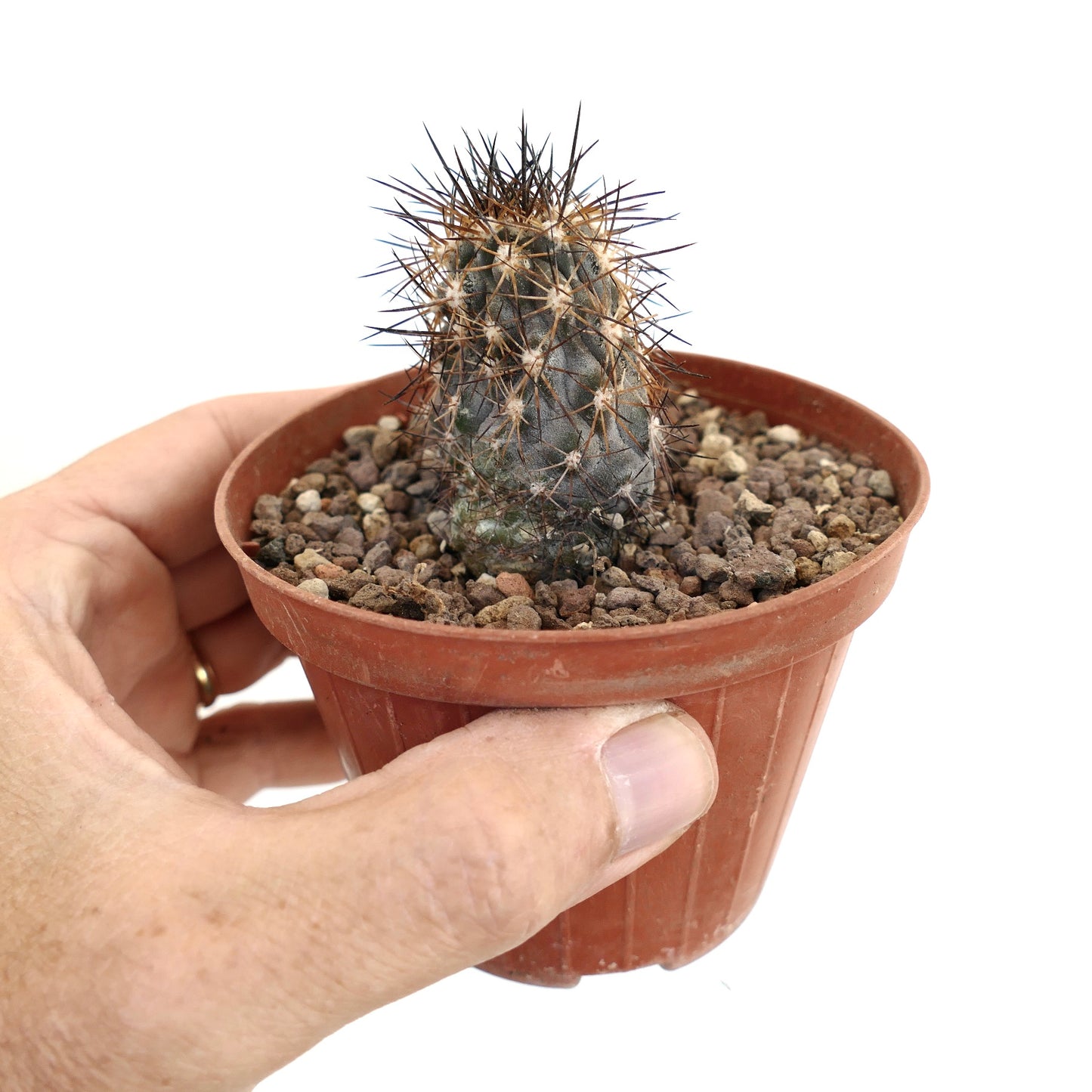 Copiapoa atacamensis X cinerea BROWN SPINES A70