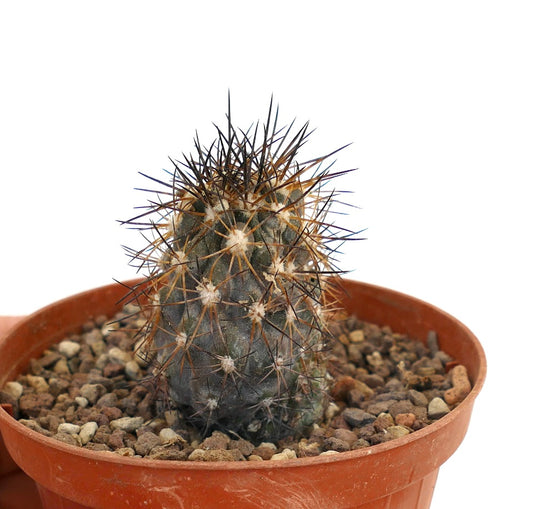 Copiapoa atacamensis X cinerea BROWN SPINES A70