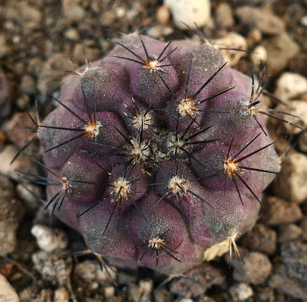 Copiapoa atacamensis X goldii pianta succulenta viola con spine nere prominenti e tubercoli arrotondati