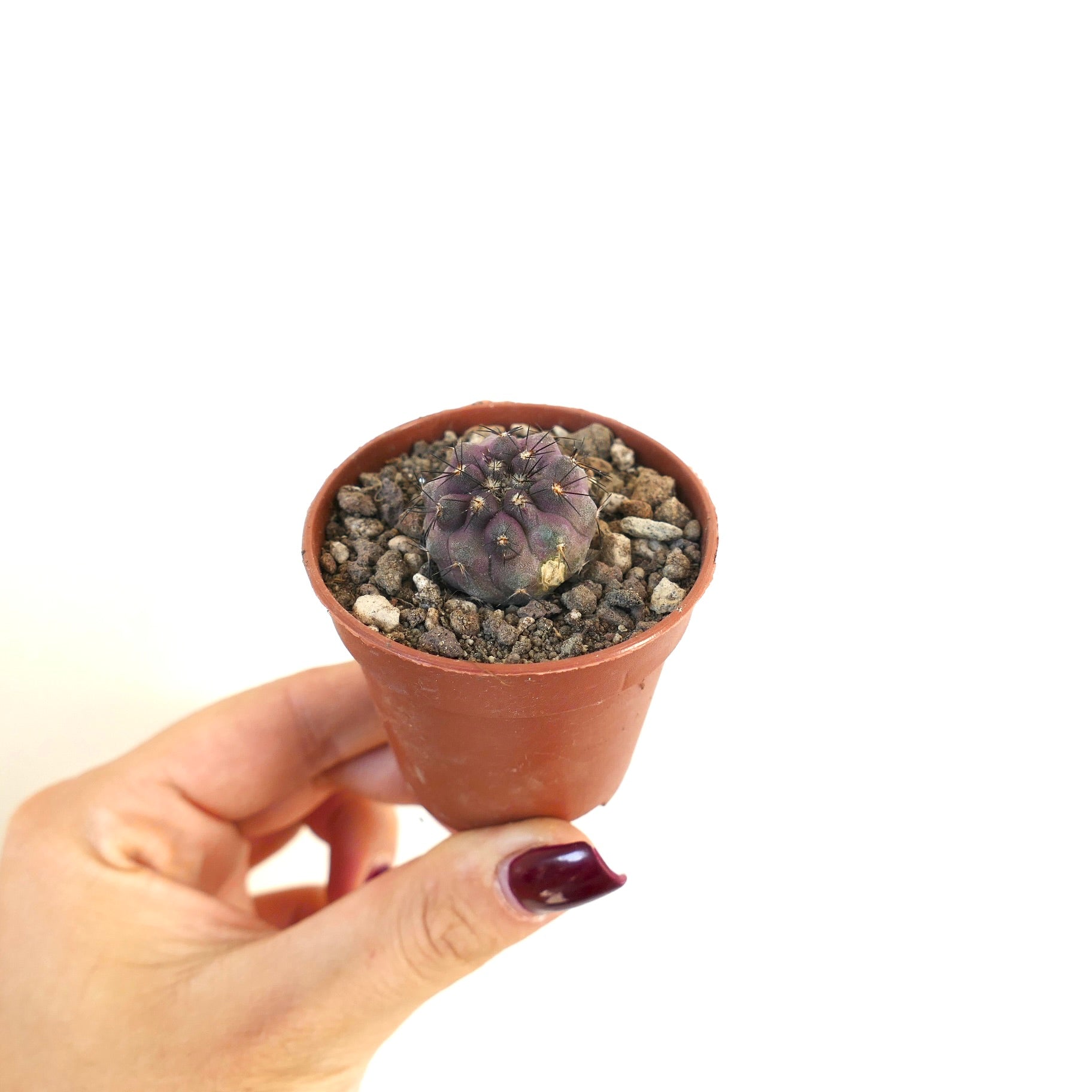 Piccolo cactus viola Copiapoa atacamensis X goldii con spine nere in vaso di terracotta