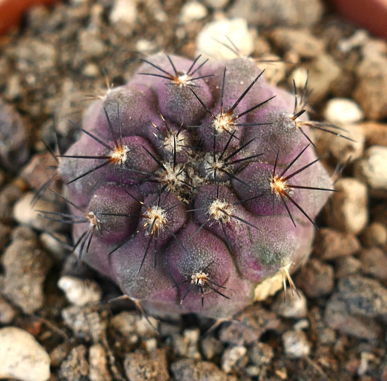 Copiapoa atacamensis X goldii piccolo cactus succulento viola con spine nere lunghe e superficie strutturata