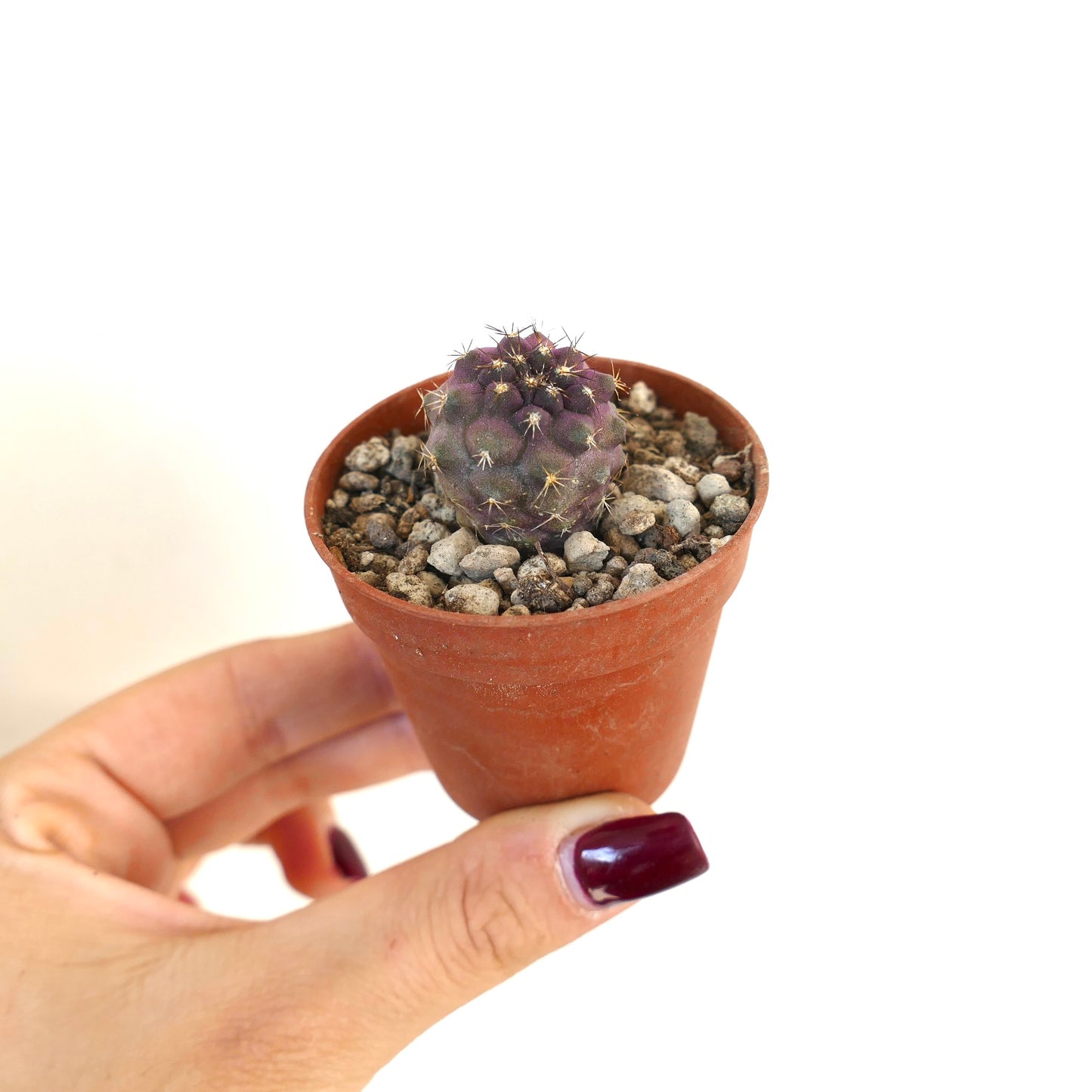 Copiapoa atacamensis X goldii liten lilla saftig kaktus med korte pigger i terrakottakrukke