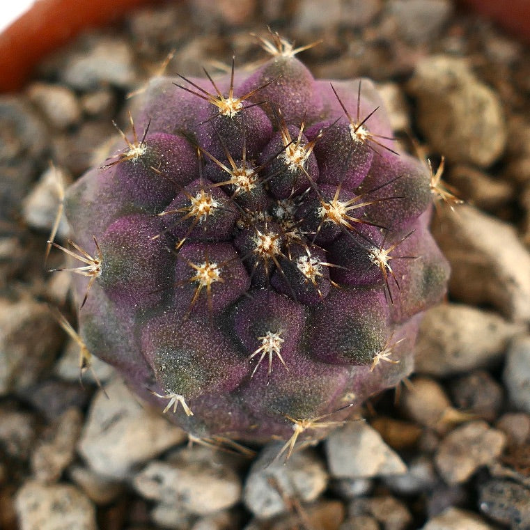 Copiapoa atacamensis X goldii sjelden lilla sukkulent kaktus med skarpe gyldne pigger på steinete jord