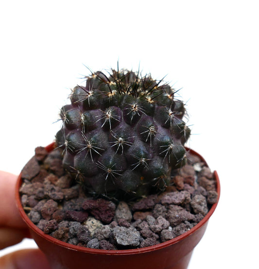 Copiapoa atacamensis X griseoviolacea CO14