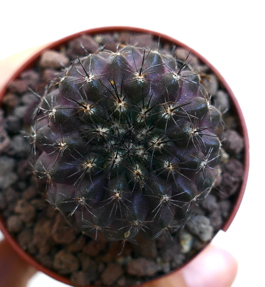 Copiapoa atacamensis X griseoviolacea CO14