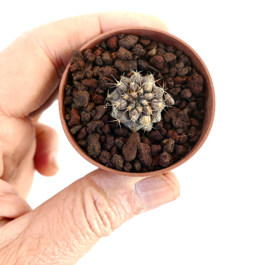 Copiapoa atacamensis small succulent cactus seedling with spines in rocky soil pot