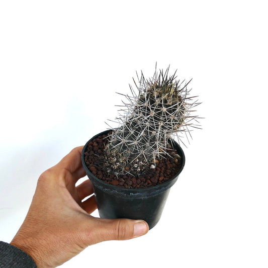 Copiapoa atacamensis small succulent cactus with dense white and black spines in black pot