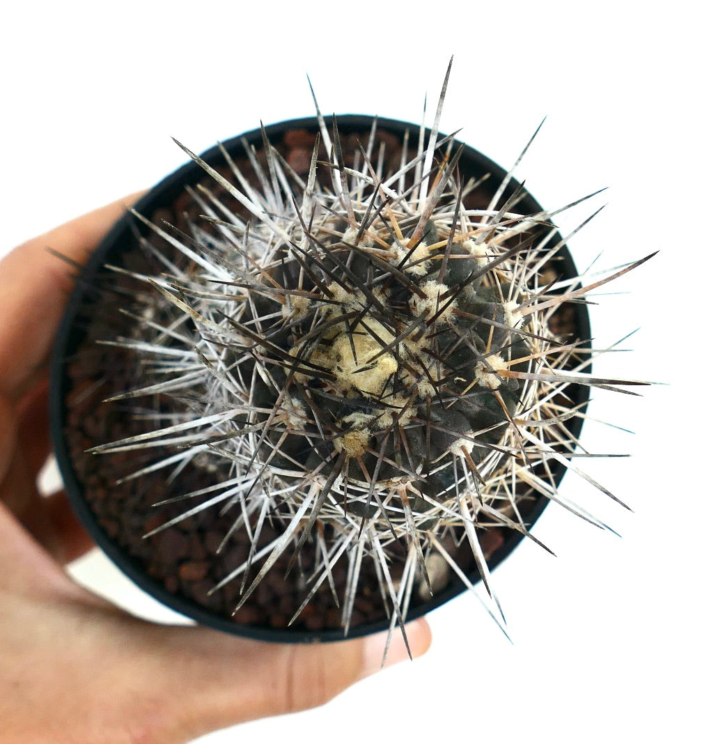 Copiapoa atacamensis Kaktus mit dichtem weißem Wollflor und langen, scharfen Dornen in kleinem Topf