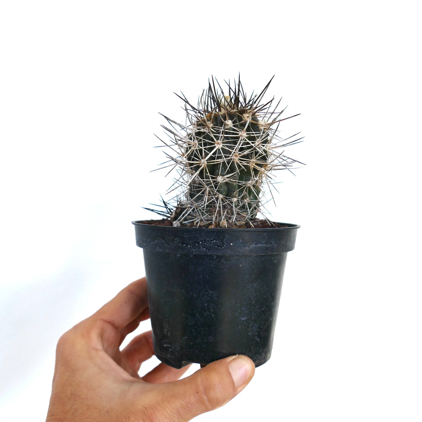 Kleiner Copiapoa atacamensis Kaktus mit dichten, scharfen Dornen in einem schwarzen Kunststofftopf, von Hand gehalten