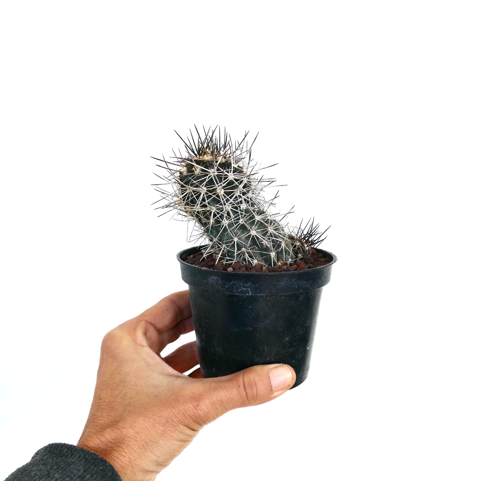 Kleiner Copiapoa atacamensis Kaktus mit dichten weißen und schwarzen Stacheln in schwarzem Topf, der von Hand gehalten wird