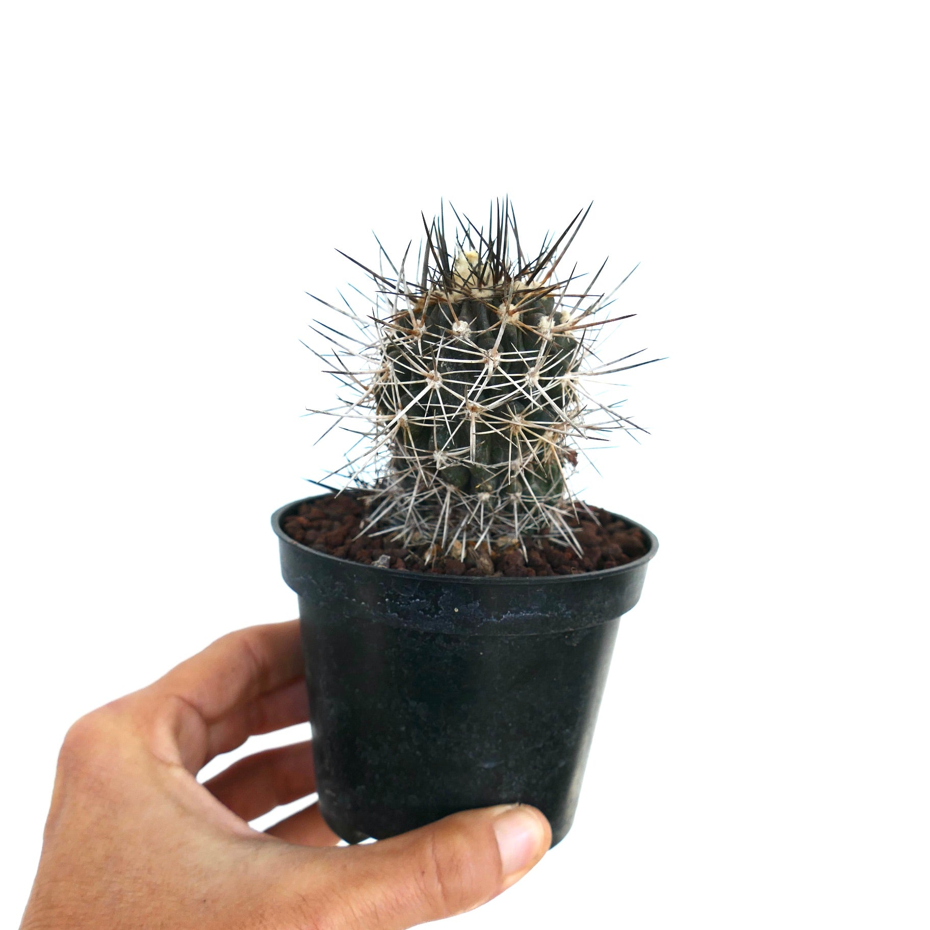 Kleine Copiapoa atacamensis Kaktee mit dichten, scharfen Stacheln in einem schwarzen Plastiktopf, der von Hand gehalten wird