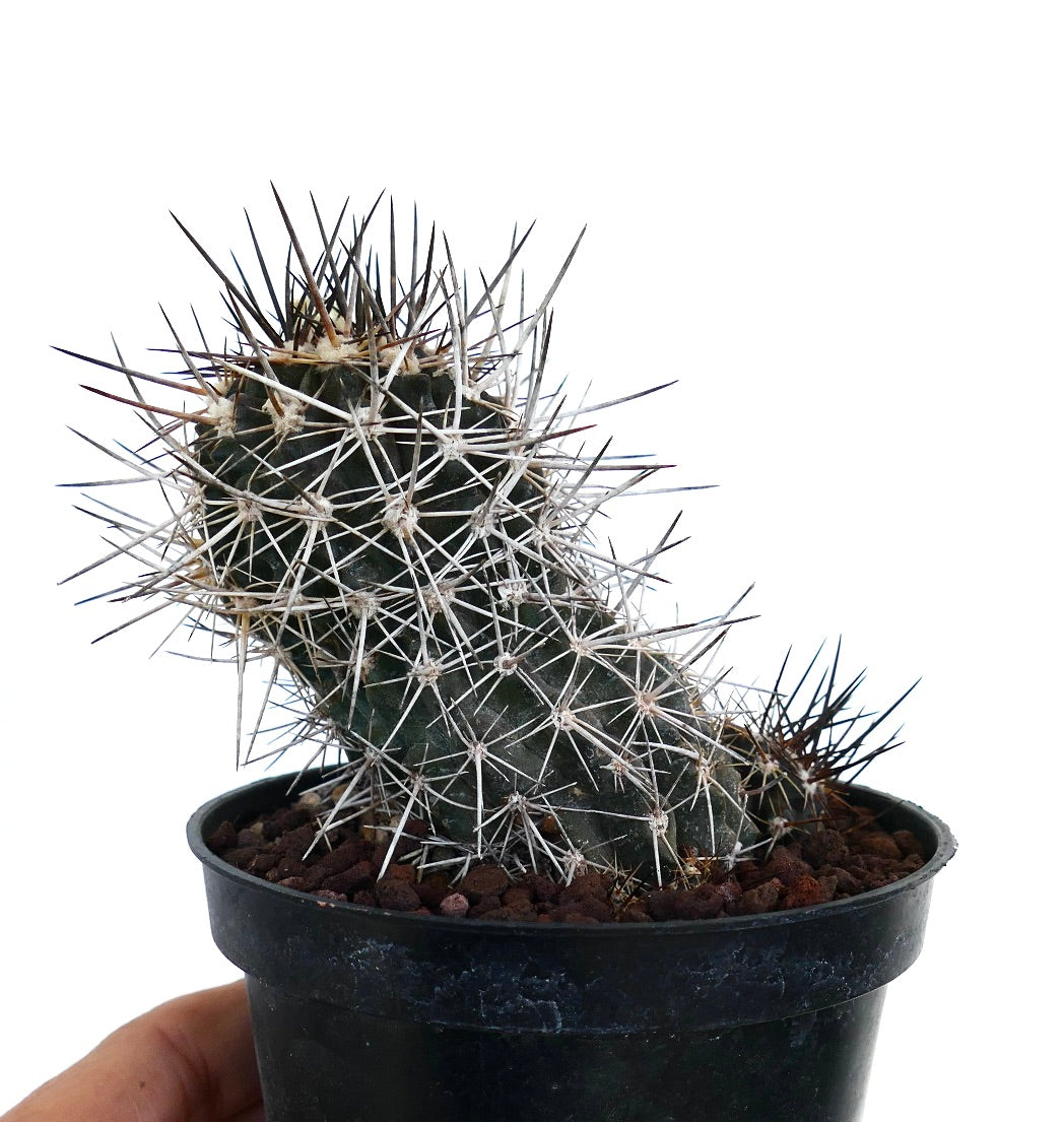 Copiapoa atacamensis Sukkulente Kaktee mit dichten langen weißen und braunen Stacheln im schwarzen Topf