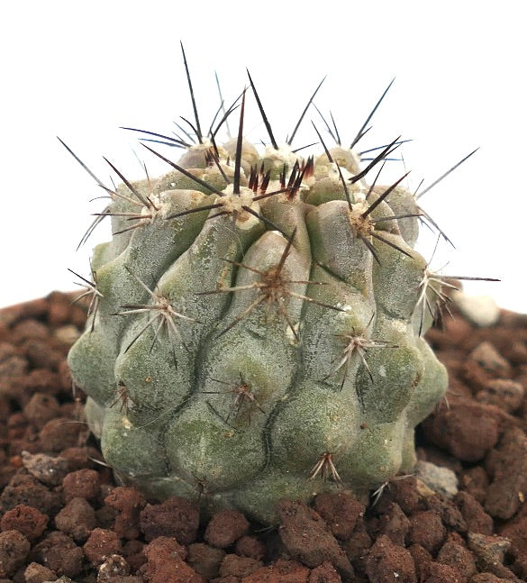 コピアポア・アタカメンシス x シネレア 珍しい多肉植物のサボテンで、密集したトゲと質感のある緑色の本体が特徴です