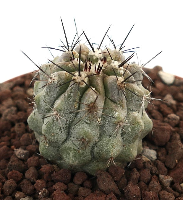 コピアポア・アタカメンシス × シネレア 多肉サボテン 厚い棘と質感のある緑色の胴体