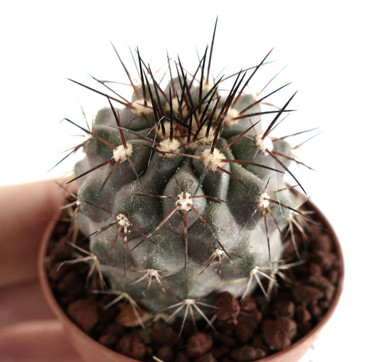 Copiapoa atacamensis x cinerea