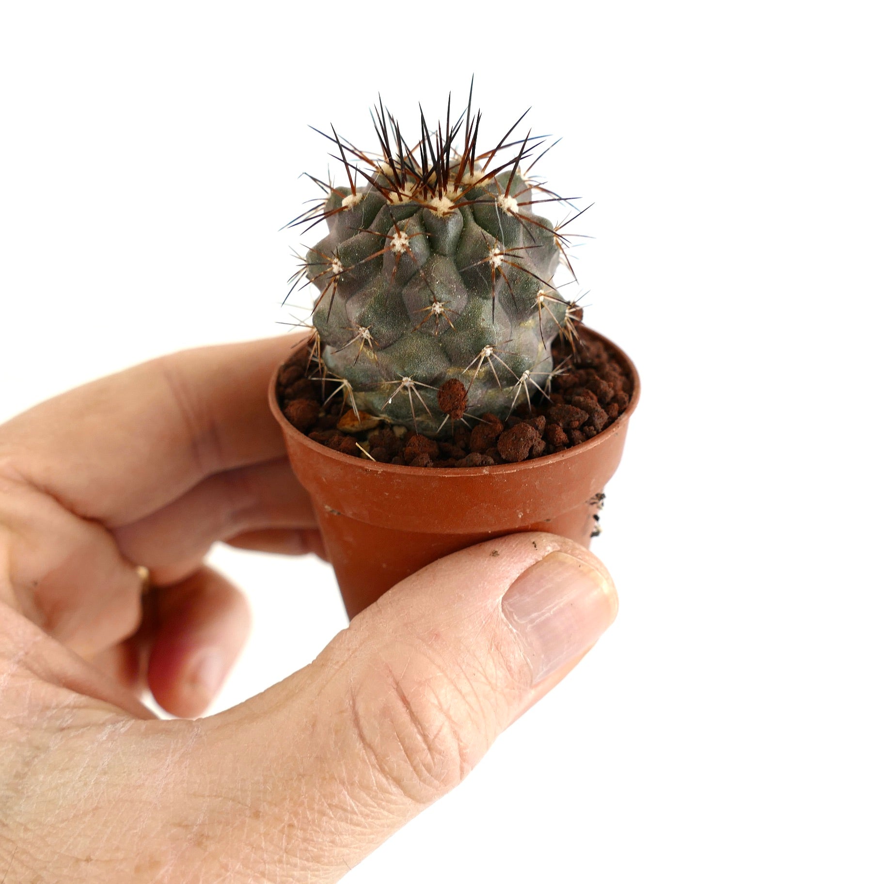 Copiapoa atacamensis x cinerea liten sjelden sukkulent kaktus med mørke torner i potte