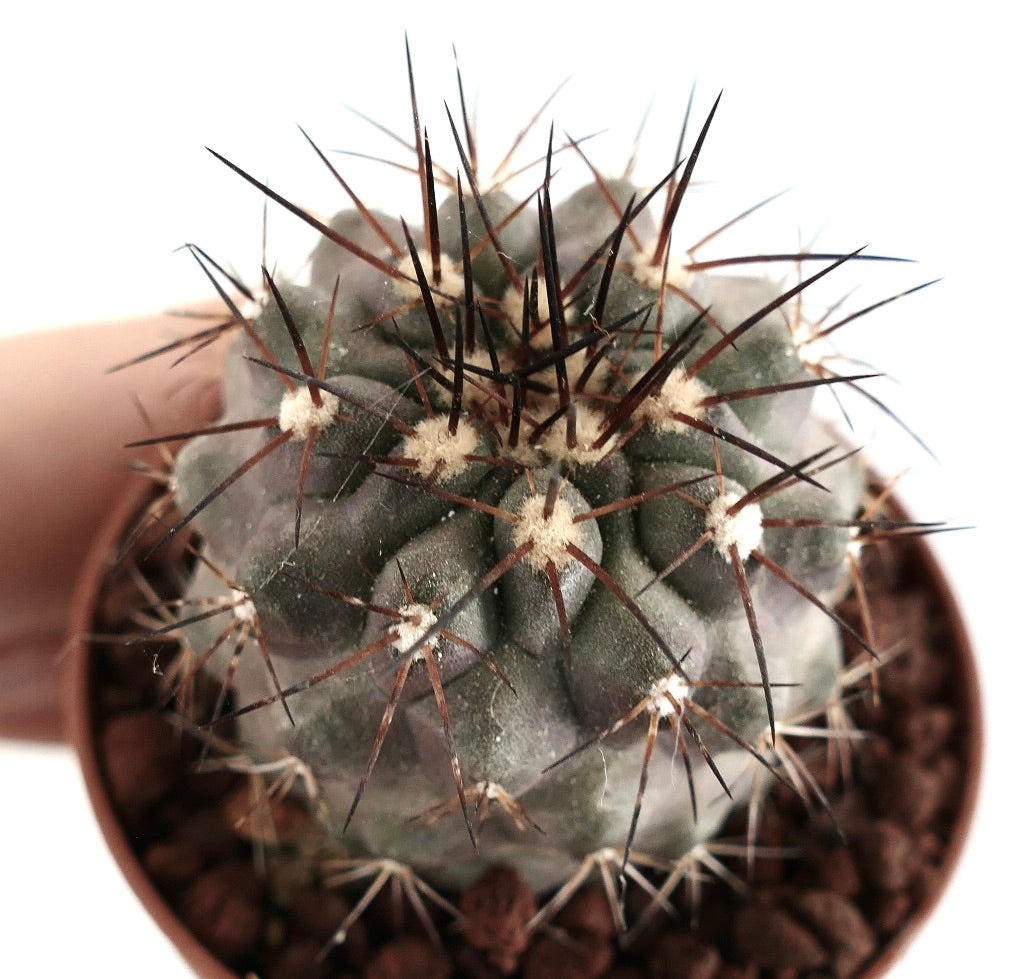Copiapoa atacamensis x cinerea sjelden sukkulent kaktus med mørke pigger og teksturert grønn kropp