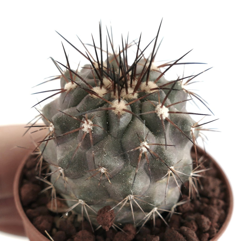 Copiapoa atacamensis x cinerea sjelden sukkulent kaktus med mørke torner og strukturert grønn kropp