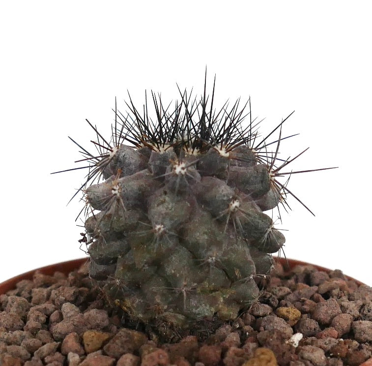 Copiapoa atacamensis x copiapoa griseoviolacea liten mørkegrønn kaktus med lange skarpe pigger