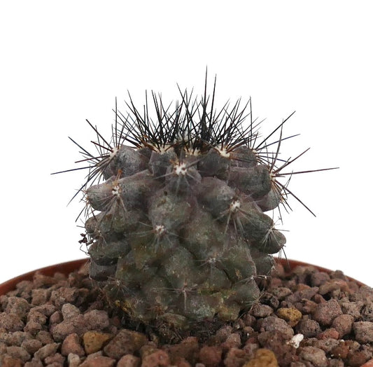 Kleiner dunkelgrüner Kaktus Copiapoa atacamensis x copiapoa griseoviolacea mit langen, scharfen Dornen
