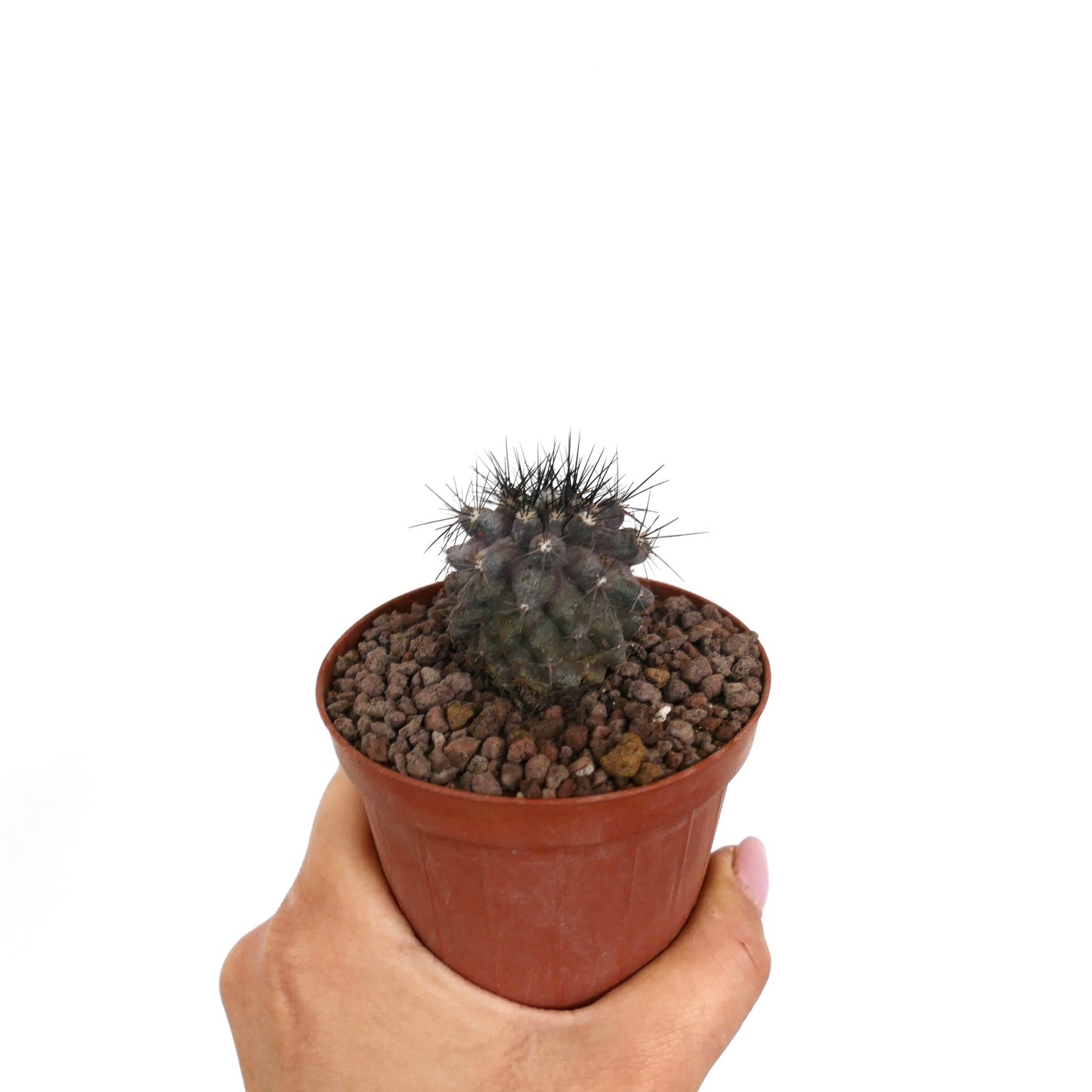 Copiapoa atacamensis x copiapoa griseoviolacea liten mørkegrønn kaktus med skarpe svarte torner i potte