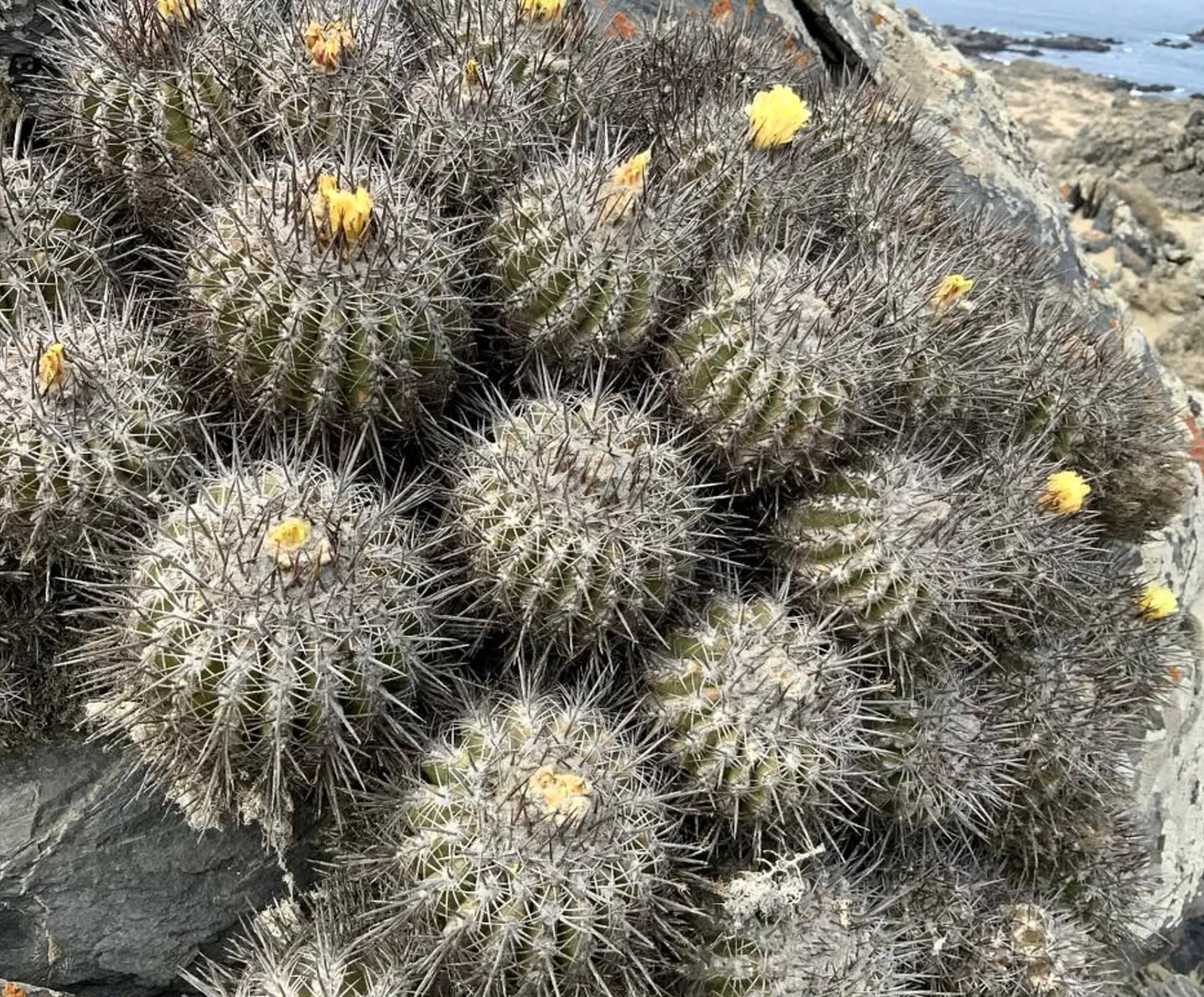 Copiapoa baderi Cluster stacheliger Sukkulenten-Kakteen mit kleinen gelben Blüten auf felsigem Gelände