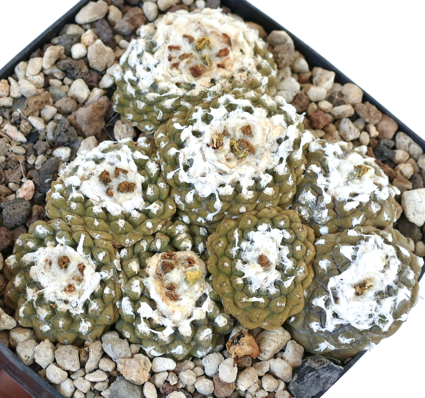 Copiapoa barquitensis SEEDS