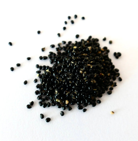 About one hundred small blackseeds of Copiapoa barquitensis on a white surface