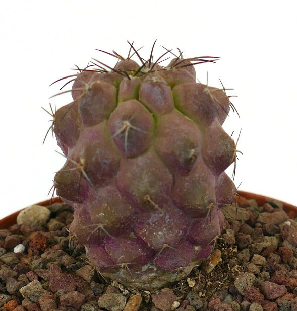Copiapoa breedgesii x griseoviolacea suculenta cactus rara de color rojizo con espinas y tubérculos prominentes