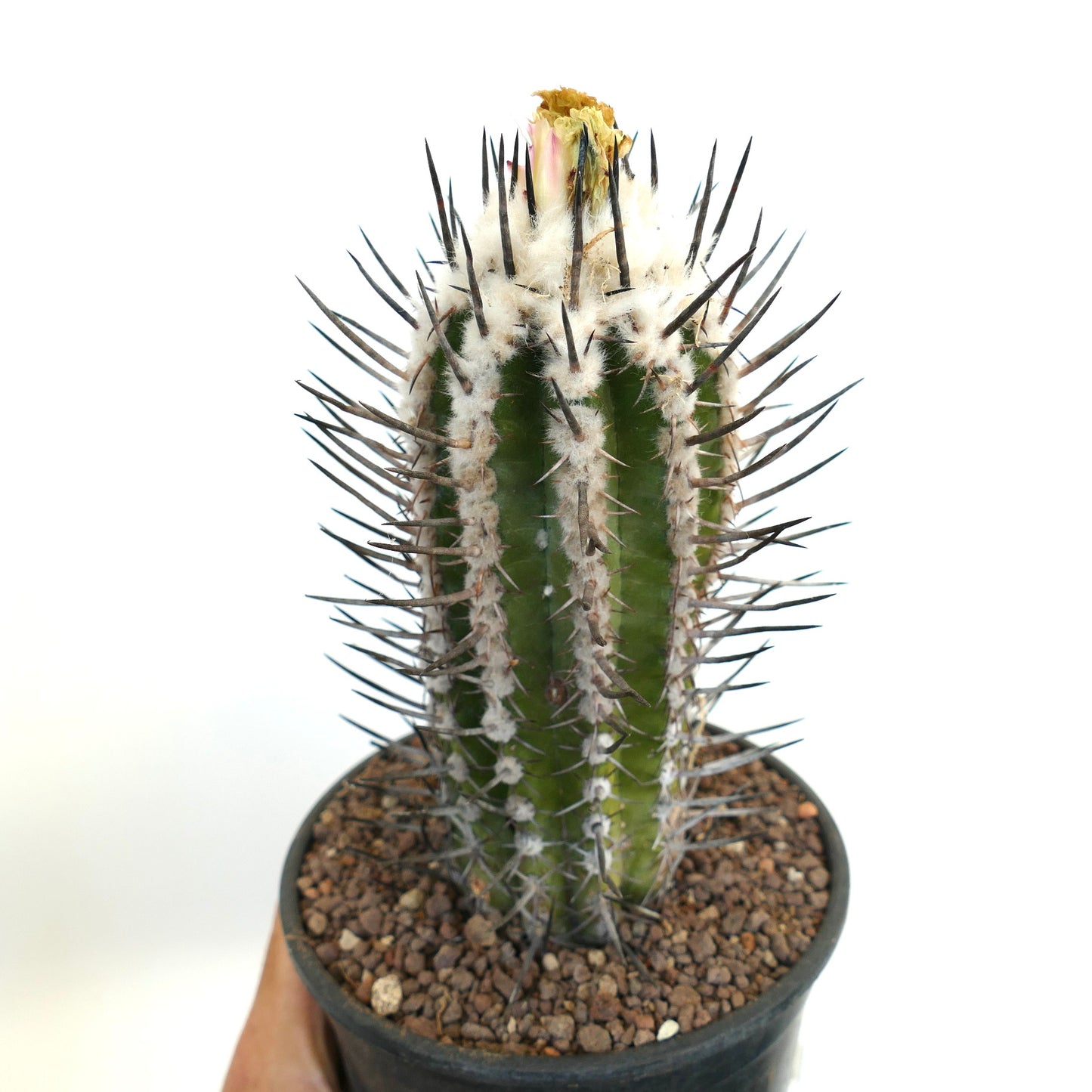 Copiapoa bridgesii form BLACK SPINES (unrooted cutting) ZMQ34