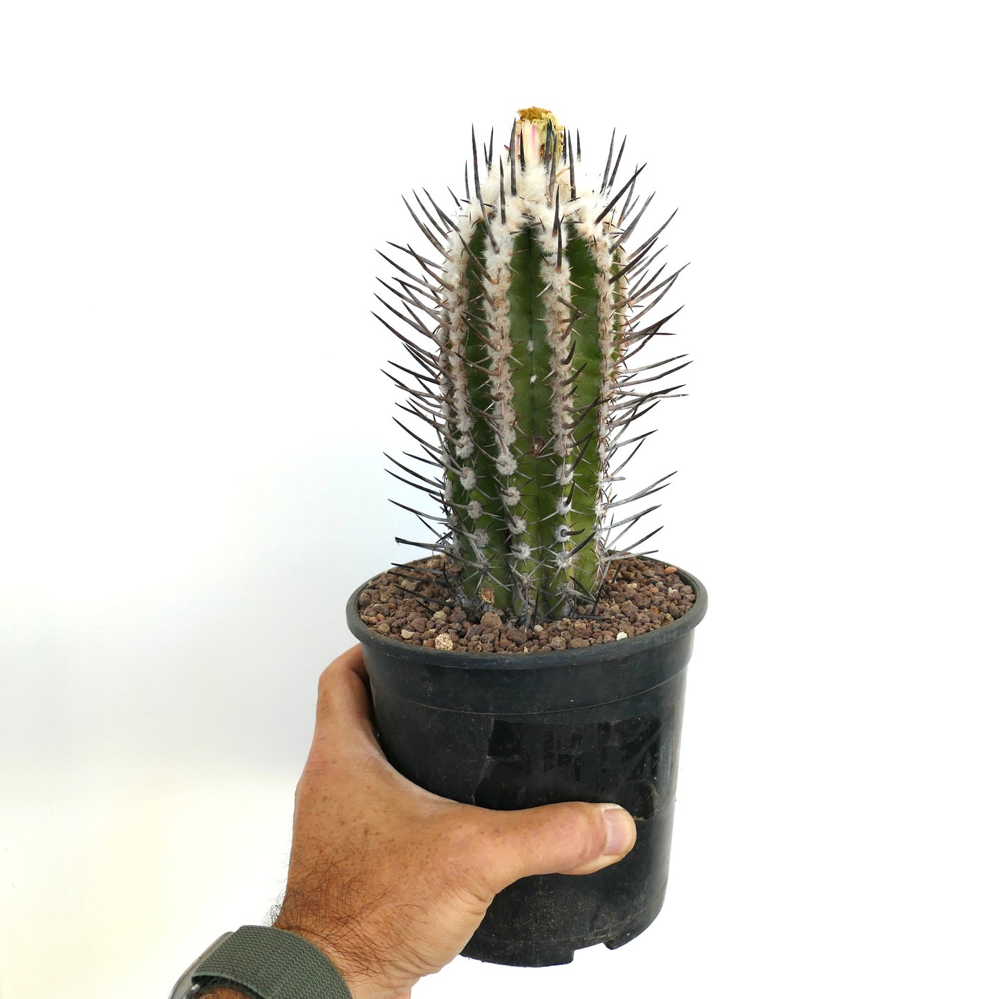 Copiapoa bridgesii form BLACK SPINES (unrooted cutting) ZMQ34